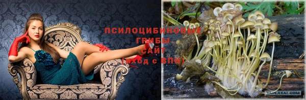 PSILOCYBIN Бронницы